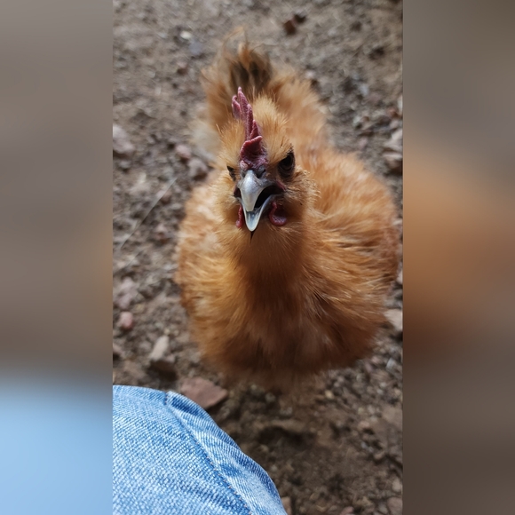 Meet your Posher, Brenda - Picture 2 of 6